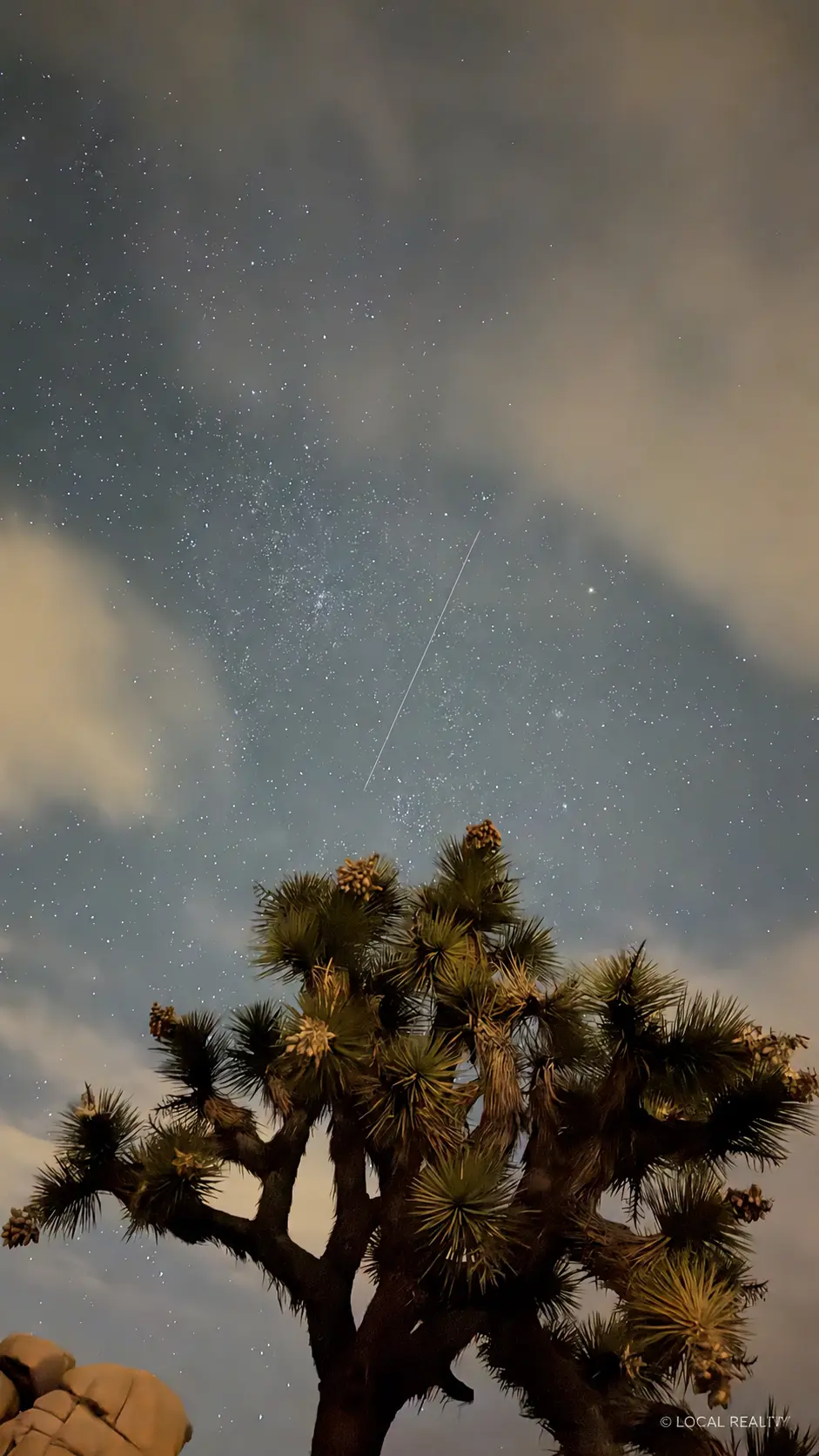 Joshua tree under a cloudy, star-filled sky